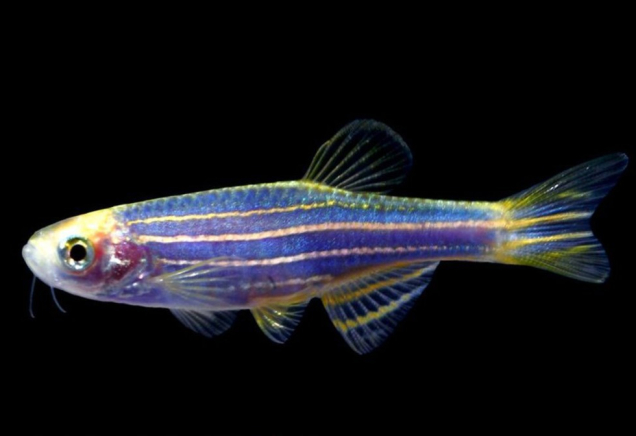 Даніо синій GloFish 2-3 см