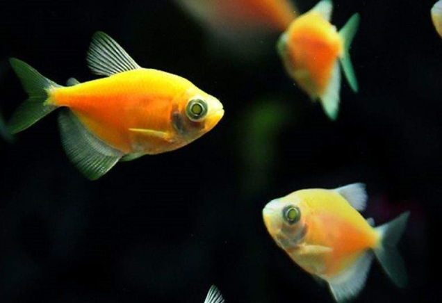 Тернеція помаранчева GloFish 2-3 см