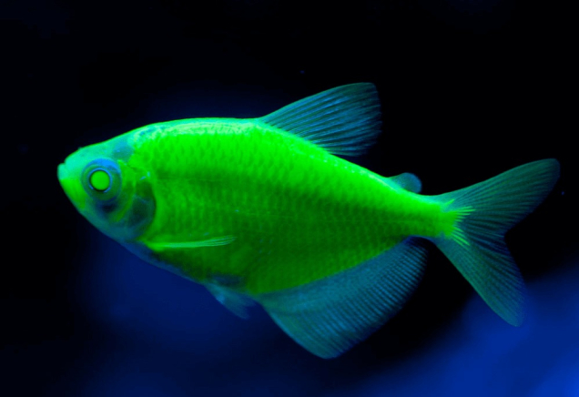 Тернеция зеленая GloFish 3-4 см