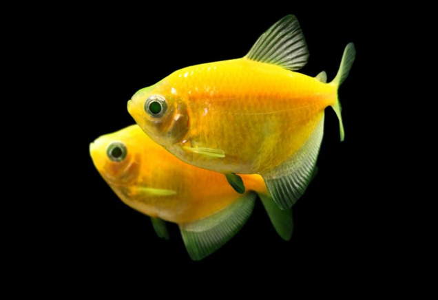 Тернеція жовта GloFish 2-3 см