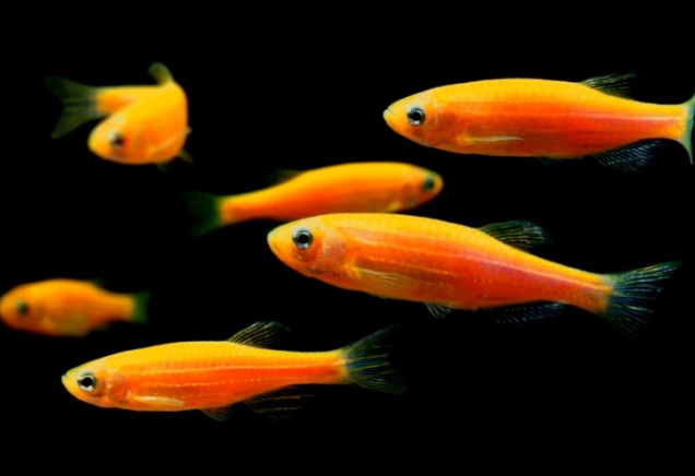 Даніо помаранчевий GloFish 2-3 см