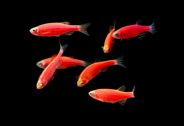 Данио красный GloFish 2-3 см