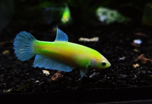 Петушок GloFish самка 3-4 см