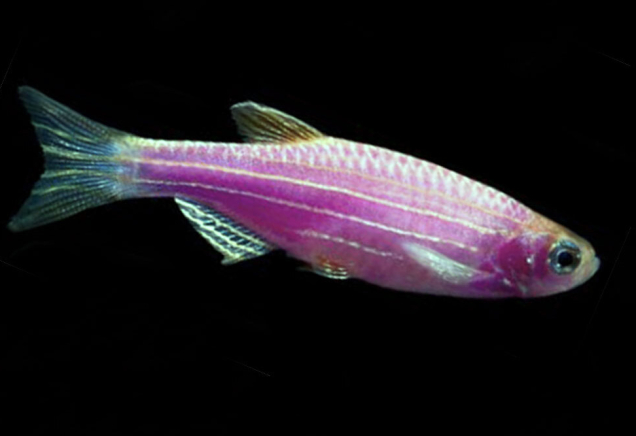 Даніо бузковий GloFish 2-3 см