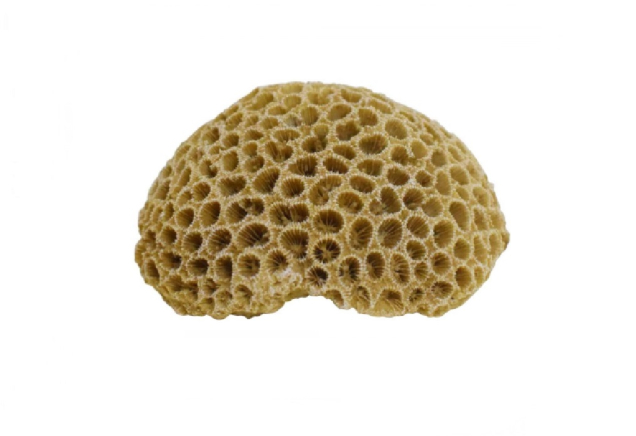 Декорація в акваріум Корали 10,8x9x5 см Nobby 