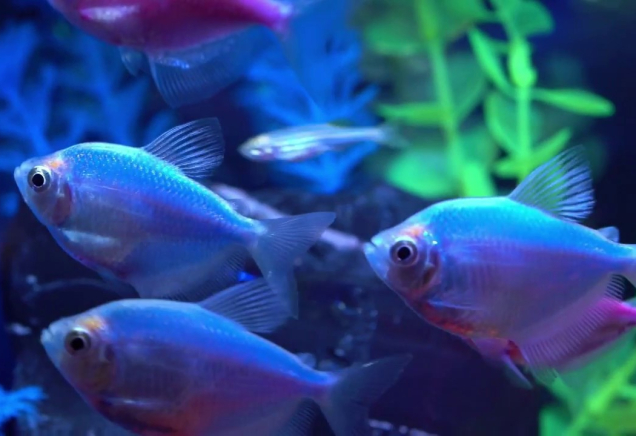 Тернеция голубая GloFish 2-3 см