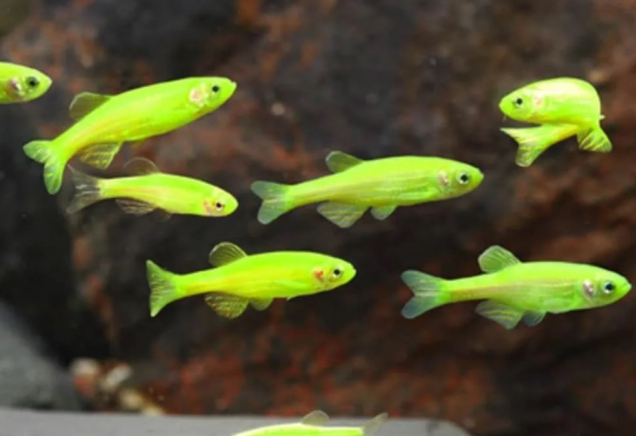 Даніо салатовий GloFish 2-3 см