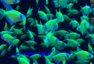 Тернеція зелена GloFish 2-3 см - фото №2