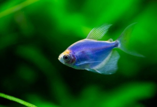 Тернеция голубая GloFish 2-3 см - фото №5