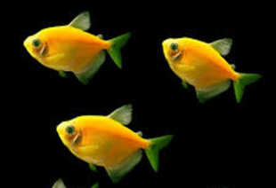 Тернеція жовта GloFish 3-4 см - фото №5