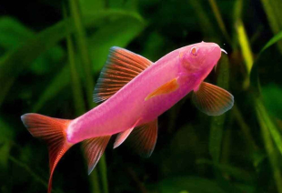 Лабео розовый GloFish