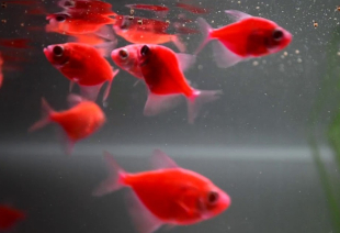 Тернеція червона GloFish 2-3 см - фото №5