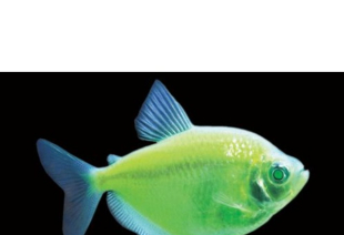 Тернеция салатовая GloFish 3-4 см - фото №5