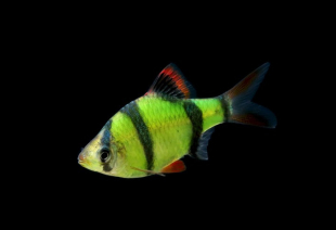 Барбус суматранский зеленый GloFish 2-3 см - фото №4