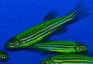 Даніо зелений GloFish 2-3 см - фото №3