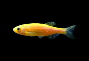 Даніо жовтий GloFish