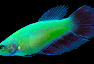 Петушок GloFish самка 3-4 см - фото №3