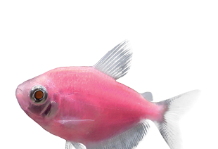 Тернеція рожева GloFish 3-4 см - фото №5