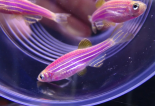 Даніо бузковий GloFish 2-3 см - фото №4