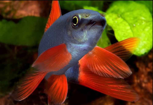 Лабео синій GloFish 5-6 см - фото №3