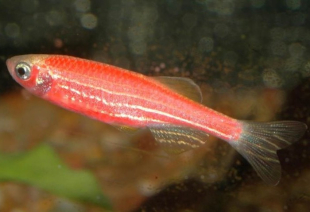 Данио красный GloFish 2-3 см - фото №4