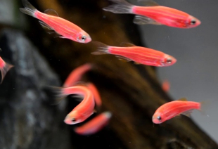 Данио красный GloFish 2-3 см - фото №3
