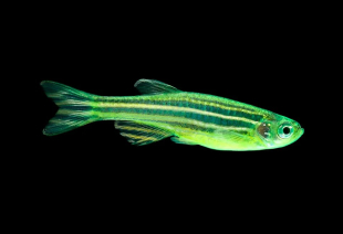 Даніо зелений GloFish