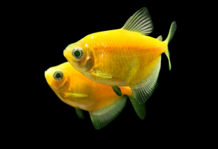 Тернеція жовта GloFish
