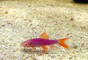 Лабео розовый GloFish 4-5 см - фото №3