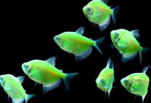 Тернеция салатовая GloFish 3-4 см - фото №2