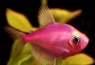 Тернеція рожева GloFish 3-4 см - фото №4