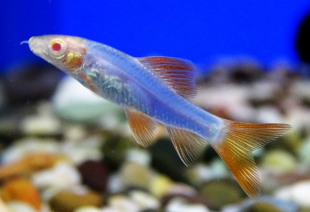 Лабео синій GloFish 5-6 см - фото №2