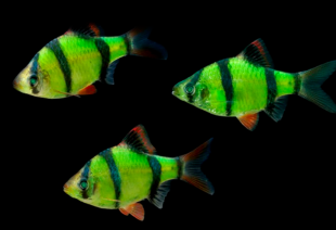 Барбус суматранский зеленый GloFish 2-3 см - фото №5