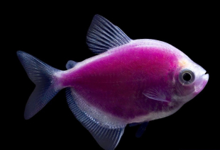 Тернеція фіолетова GloFish