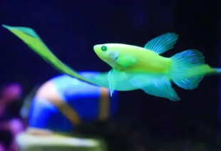 Петушок GloFish самка 3-4 см - фото №4