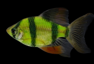 Барбус суматранский зеленый GloFish 2-3 см - фото №3