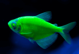 Тернеция салатовая GloFish 2-3 см - фото №5