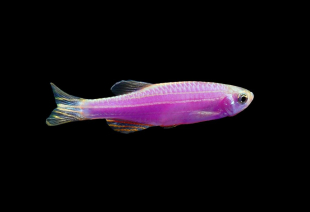 Даніо бузковий GloFish 2-3 см - фото №3