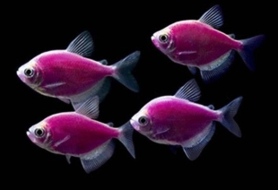 Тернеция фиолетовая GloFish 3-4 см - фото №4