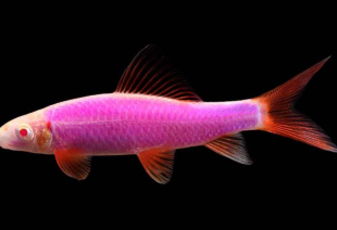Лабео розовый GloFish 4-5 см - фото №4