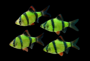 Барбус суматранский зеленый GloFish 2-3 см - фото №2