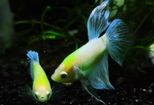 Петушок GloFish самка 3-4 см - фото №2