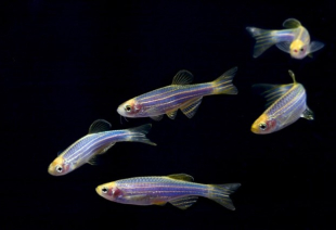 Даніо синій GloFish 2-3 см - фото №5