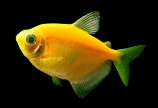 Тернеція жовта GloFish 2-3 см - фото №2