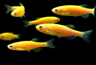 Даніо помаранчевий GloFish 2-3 см - фото №4