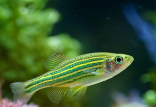 Даніо зелений GloFish 2-3 см - фото №4