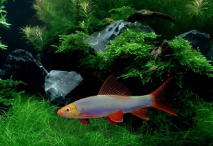 Лабео синій GloFish 5-6 см - фото №4