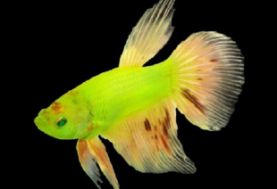 Півник підлітки GloFish 3-4 см - фото №5