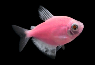 Тернеція рожева GloFish