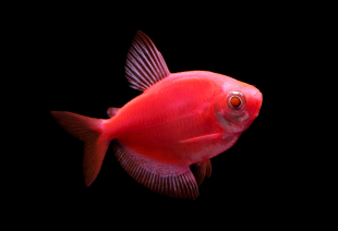 Тернеція червона GloFish